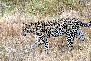 Panthera Onca: Etimologia, Taxonomia e evolução, Distribuição geográfica e habitat