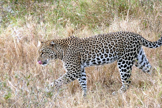 A leopard in the Serengeti