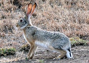 Cape Hare