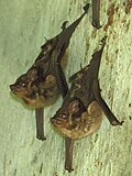 Thumbnail for Lesser sac-winged bat