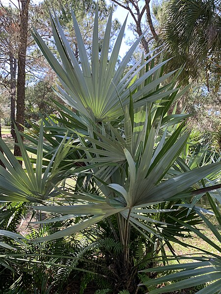 File:Leucothrinax morrisii at Port St. Lucie Botanical Garden 01.jpg