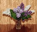 * Nomination Lilac bouquet -- George Chernilevsky 20:15, 29 May 2017 (UTC) * Decline The lilacs are very sharp and nice, but that flash makes them look like a deer in headlights, think you can modify the shadows and light so make the whole thing more harmonious? --W.carter 10:16, 30 May 2017 (UTC)  Not done within one week. --W.carter 07:57, 7 June 2017 (UTC)