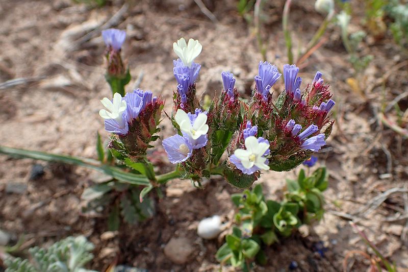 File:Limonium sinuatum kz4.jpg