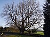 Linde natural monument at the Wiesbaum cemetery