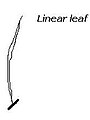 Linear1.JPG