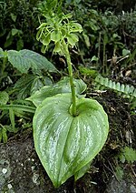 Miniatura para Liparis cordifolia