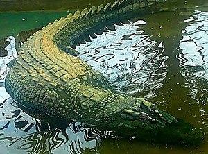 Crocodile Lolong.jpg