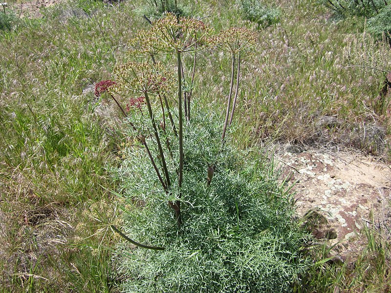 File:Lomatium dissectum with seed pods.JPG