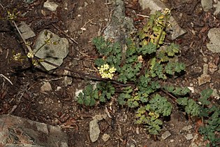 Lomatium martindalei