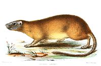 List Of Rodents