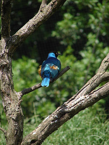 File:London Zoo 00966.jpg