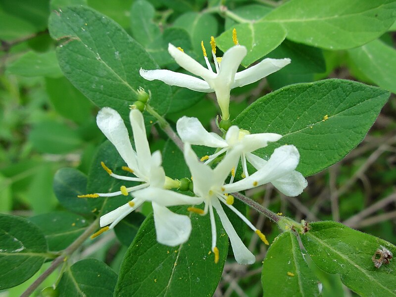 File:Lonicera morrowii SCA-120514-2.jpg