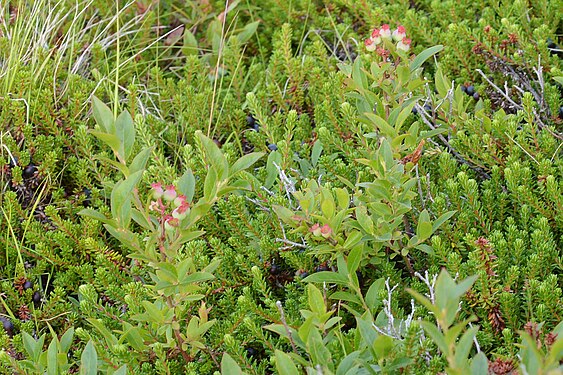 Lowbush Blueberry (Vaccinium angustifolium)