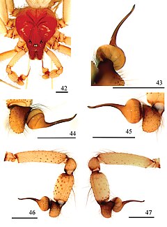 Description de l'image Loxosceles cardosoi (10.3897-zookeys.806.27404) Figures 42–47.jpg.