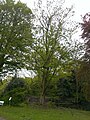 Kaukasische Flügelnüsse im Stadtpark Lübeck, Naturdenkmal