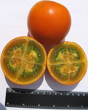 Solanum Quitoense: Species of plant