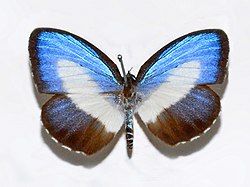 Lycaenidae - Danis-species.JPG