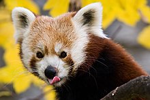 Warum Rote Pandas keine Haustiere sind