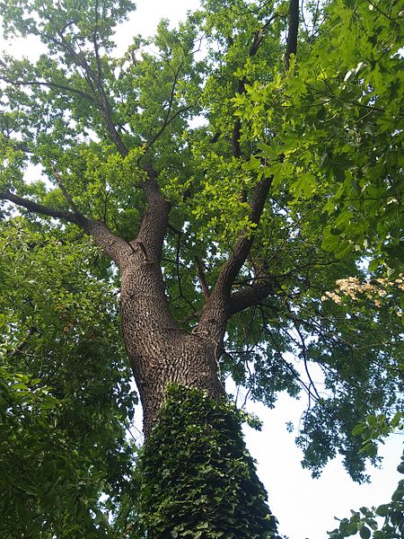 File:MD.C.C - Quercus robur in the garden of the Museum of Ethnography - may 2017 - 04.jpg