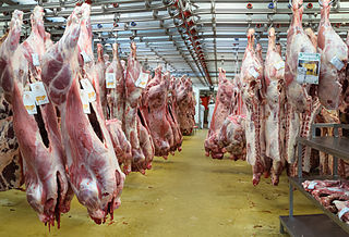 Veal meat of young cattle