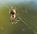 Macro Photo of Spider in Spiderweb with Shallow Depth of Field.jpg