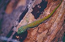 Madagascar Day Gecko (Phelsuma kochi) (9578196916) .jpg