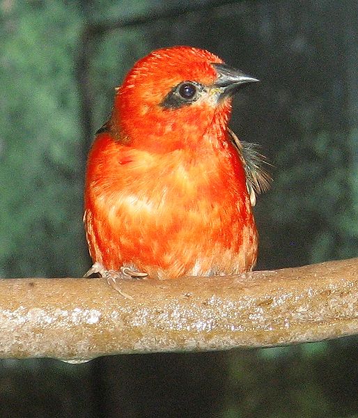 File:Madagascar Red Fody 2.jpg