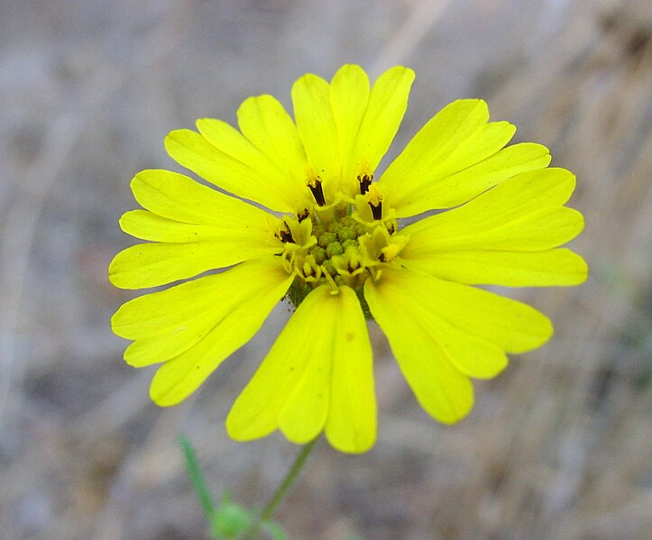 File:Madia elegans flower.jpg