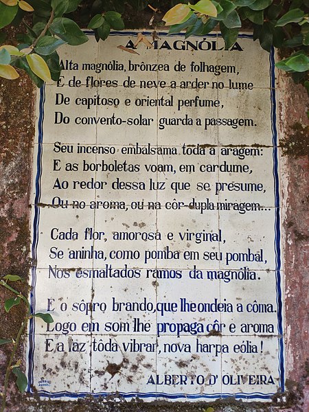 File:Magnólia do Convento das Cabanas - Afife, Viana do Castelo - 07.jpg