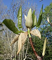 foliage