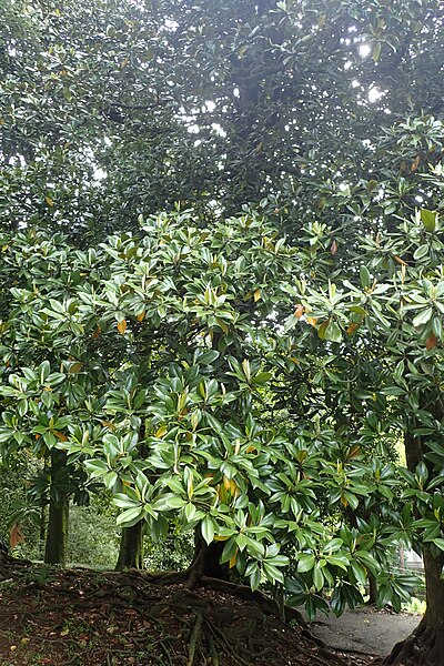 File:Magnolia grandiflora kz2.jpg