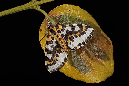 Abraxas grossulariata, uma mariposa da família Geometridae, em Oxfordshire, Inglaterra. (definição 4 799 × 3 199)