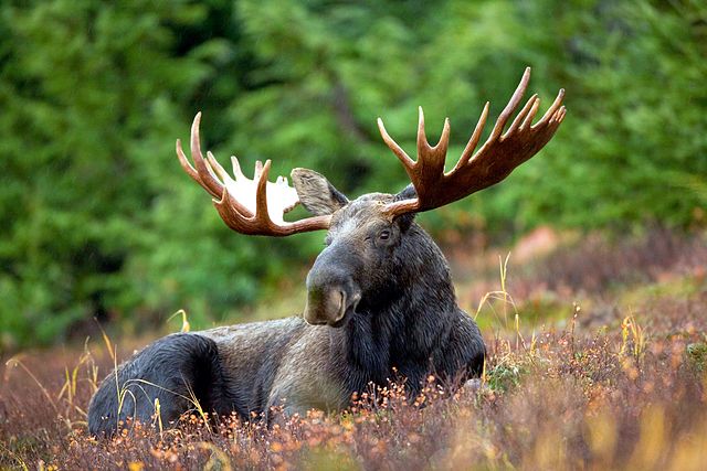 640px-Male_Moose.jpg