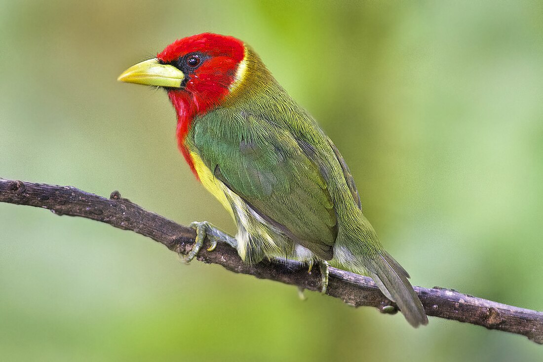 File:Male Red-headed Barbet in Ecuador (14619063547).jpg