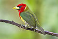 Male Red-headed Barbet in Ecuador (14619063547).jpg