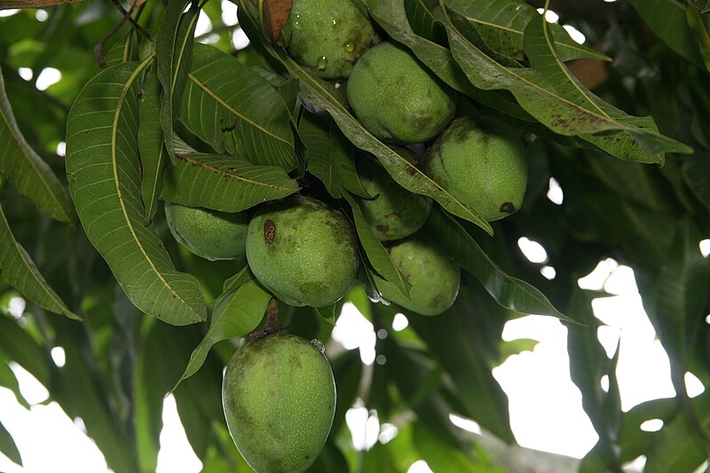 File:Mangifera indica 26zz.jpg