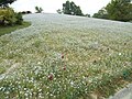 花竜の道にあるネモフィラ