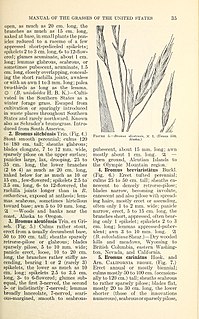 <i>Bromus aleutensis</i>