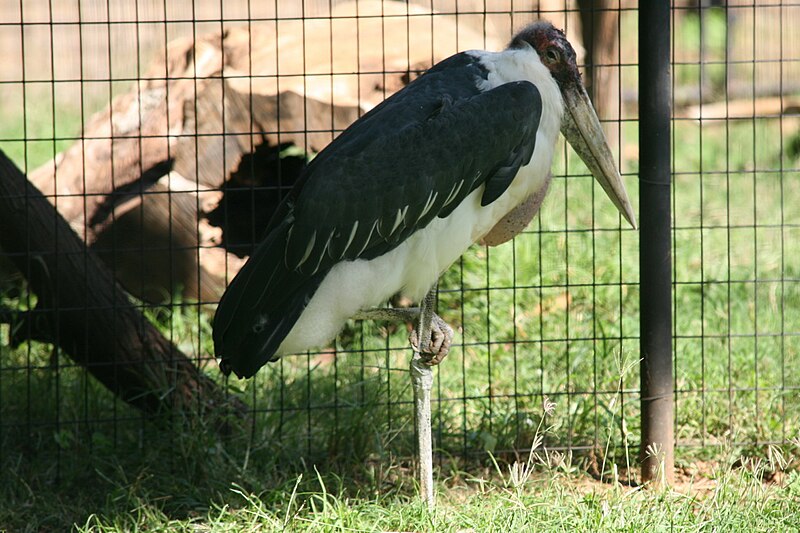 File:Marabou Stork (Leptoptilos crumeniferus) (2855064806).jpg