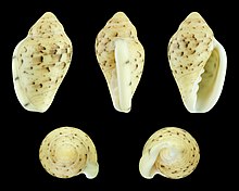 Marginella lutea 01.JPG