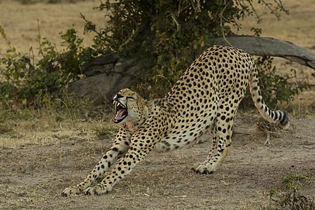 Masai Mara National Reserve 07 - cheetah (Acinonyx jubatus)