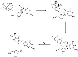 Mechanism of ptaquilodienone with deoxytetranucleotide Mechanism of ptaquilodienone with deoxytelranucleotide.jpg