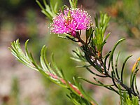 Melaleuca parviceps