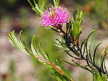 Melaleuca parviceps (گلها) .JPG