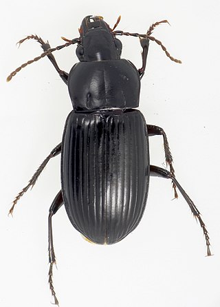 <i>Melanchiton</i> Genus of beetles