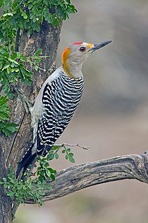 Golden-fronted woodpecker Species of bird