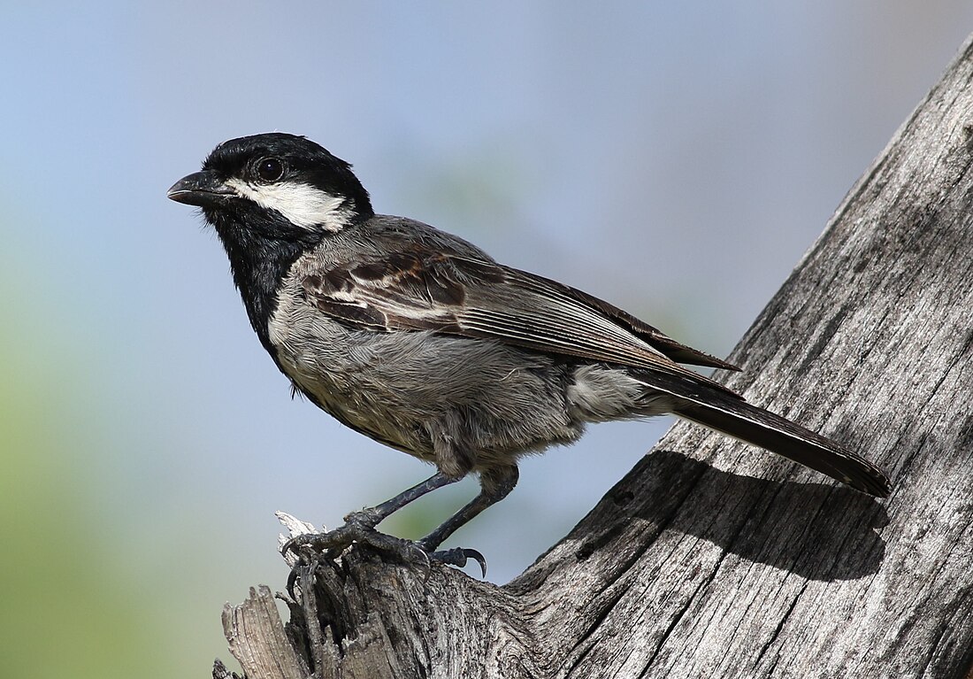 Ashy tit