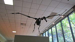 Skeleton of Teratornis merriami in the La Brea Tar Pits Museum