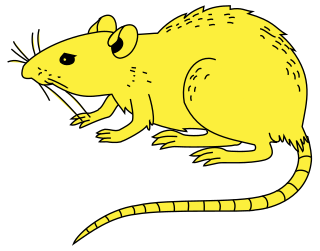 Le mot « rat » est un nom vernaculaire ambigu qui peut désigner, en français, des centaines d'espèces différentes dans le monde de mammifères rongeurs omnivores, dont la queue est nue, les dents tranchantes et le museau pointu. Les rats sont le plus souvent de la famille des Muridés ou, de façon plus restrictive, du genre Rattus, lequel regroupe les espèces les plus communes : Rattus rattus, le rat noir, et Rattus norvegicus, le rat d'égout, qui a donné le rat domestique en élevage. Néanmoins, par analogie, le terme désigne aussi quelques espèces de rongeurs qui ne font pas partie de la famille des Muridés, comme le Rat palmiste, le Rat-chinchilla, etc.