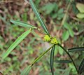 Microstachys chamaelea